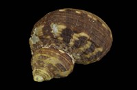 藏品(高腰蠑螺)的圖片